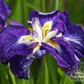 IRIS ensata 'Ruffled Dimitry' 